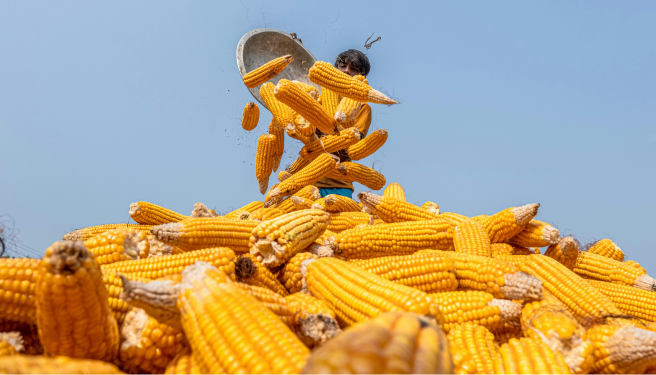 Jagung